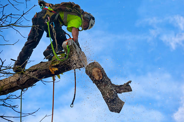 Leaf Removal in Cramerton, NC