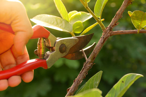 Cramerton, NC Tree Services Company